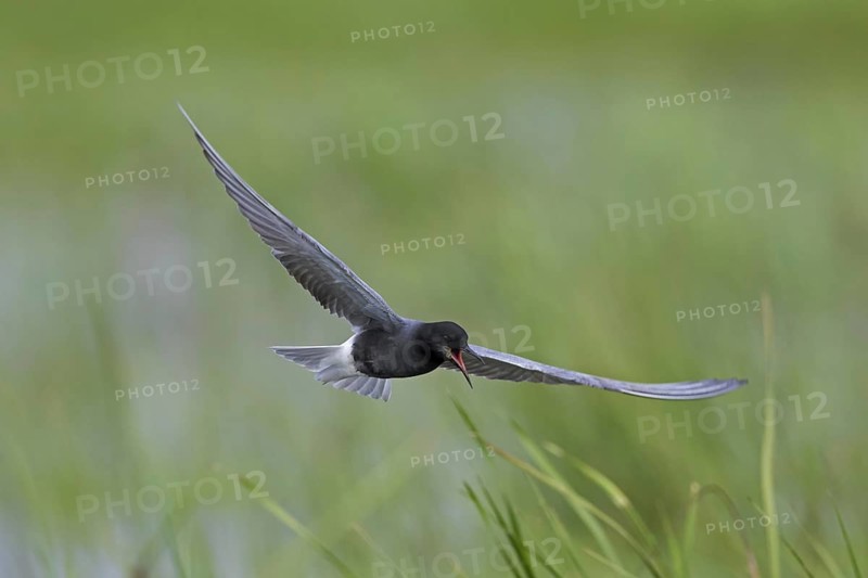 Black tern (Chlidonias niger) flying in breeding plumage over wetland in spring