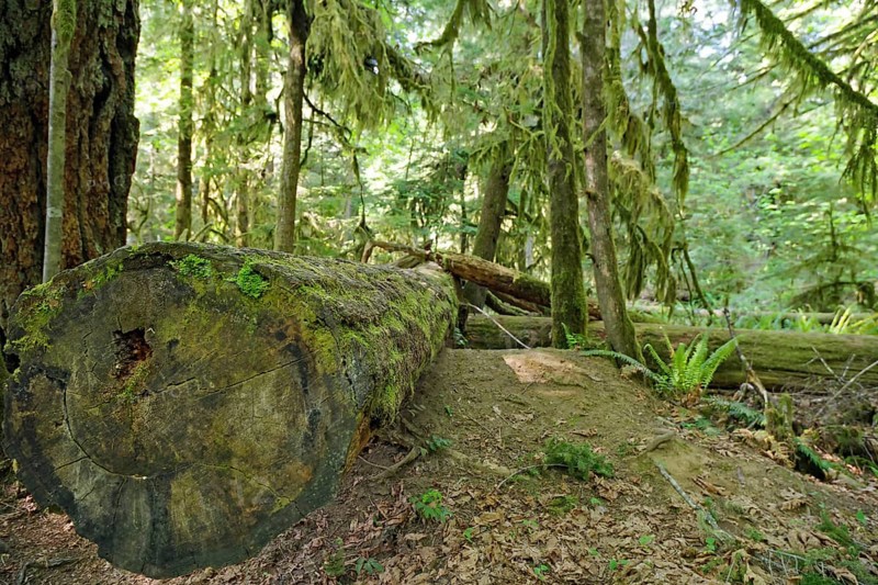 Moss-covered tree trunk of a Douglas fir, dense beard lichen, Cathedral Grove, Vancouver Island, British Columbia, Canada, North America