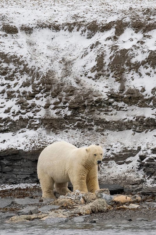 Scavenging polar bear (Ursus maritimus) eating the carcass of a stranded dead minke whale on the coast of Wahlbergøya, Svalbard, Svalbard, Norway, Europe