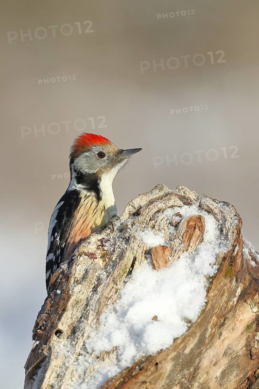 Middle spotted woodpecker (Dendrocopus medius), looking intently from behind a snow-covered tree root in winter, North Rhine-Westphalia, Germany, Europe