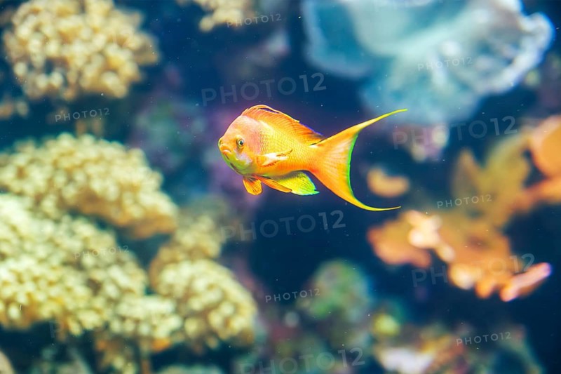 Threadfin anthias (Nemanthias carberryi) fish underwater