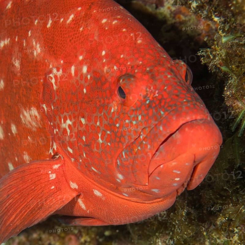 Close-up of head portrait Portrait of tomato hind (Cephalopholis sonnerati) in half profile, Indian Ocean, Mascarene Islands, Mauritius, Africa