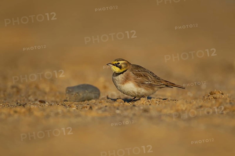 Shorelark or Horned lark (Eremophila alpestris) adult bird on a beach, Suffolk, England United Kingdom