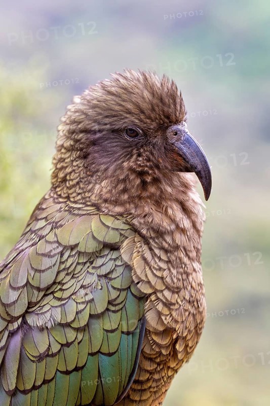Kea (Nestor notabilis), Fiordland National Park, New Zealand, Oceania