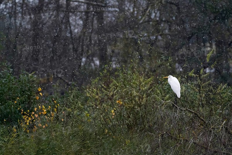 Great egret (Ardea alba), standing on a tree branch, autumn-coloured leaves, snowfall, Hesse, Germany, Europe