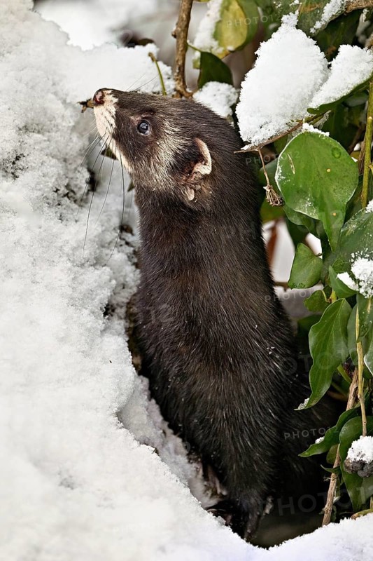 European polecat (Mustela putorius) or wood polecat, looking out of snow-covered bushes, captive, Switzerland, Europe