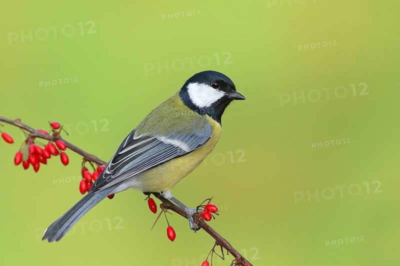 Great tit (Parus major) on green red barberry (Berberis thunbergii) with red berries in autumn, Siegerland, North Rhine-Westphalia, Germany, Europe