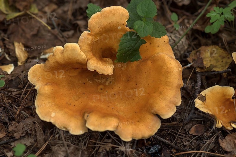 False chanterelle (Hygrophoropsis aurantiaca) in mixed forest, Franconia, Bavaria, Germany, Europe