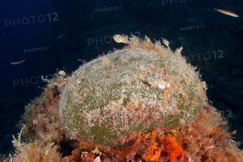 Sea ball, ball algae (Codium bursa), algae, in the Mediterranean Sea near Hyères. Dive site Giens Peninsula, Côte dAzur, France, Europe