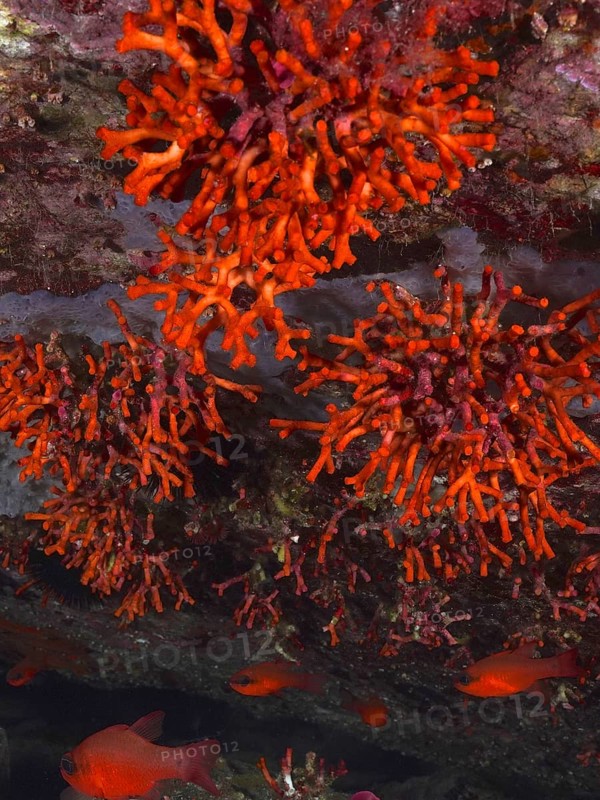 False coral (Myriapora truncata) in the Mediterranean near Hyères. Dive site marine reserve Port Cros, Côte dAzur, France, Europe