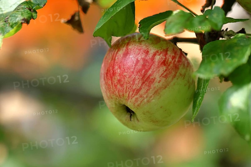 Ripe red apple hanging ripe for harvest on tree, bokeh in background, fruit tree, orchard, North Rhine-Westphalia, Germany, Europe
