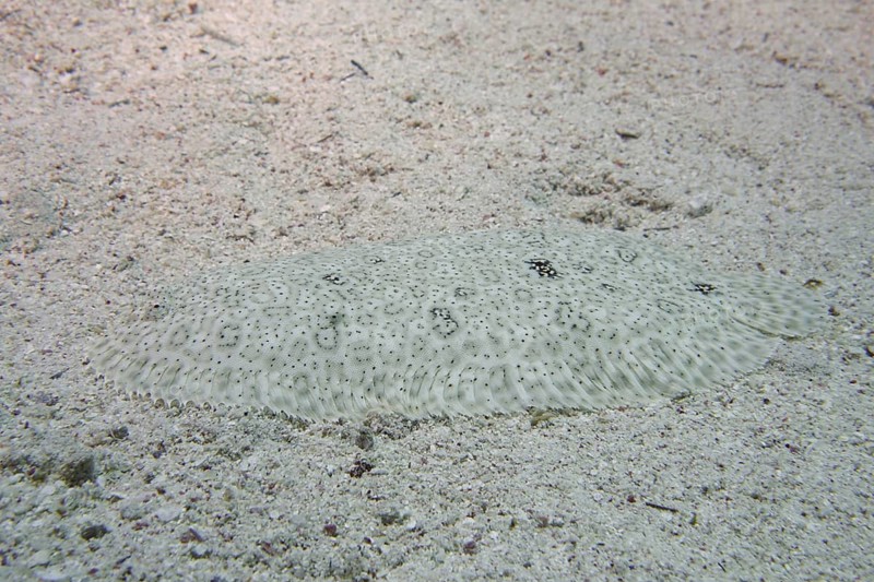 Well camouflaged finless sole (Pardachirus marmoratus) in the sand. Dive site House Reef Mangrove Bay, El Quesir, Egypt, Red Sea, Africa