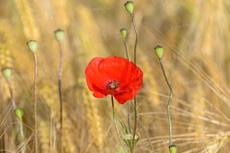 Poppy flower (Papaver rhoeas), flower with a hoverfly (Syrphidae), in a cornfield, North Rhine-Westphalia, Germany, Europe