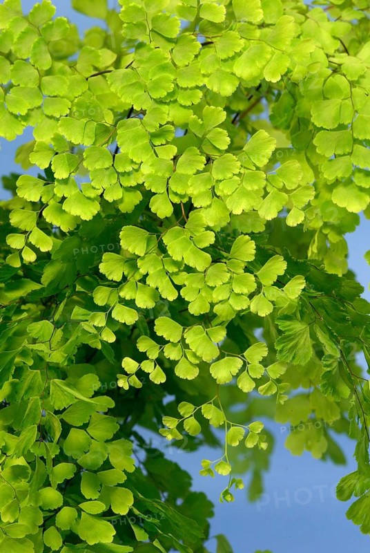 Maidenhair Fern (Adiantum raddianum)