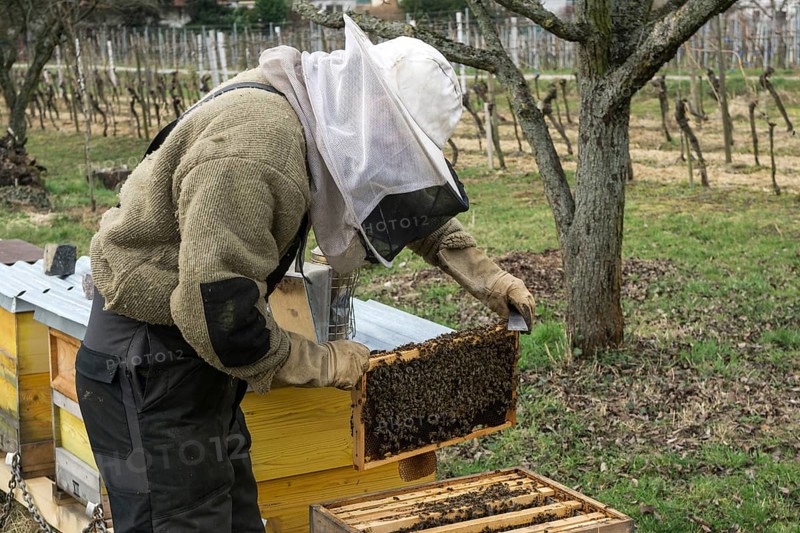 Beehives, honeybees (Apis), beekeeper holding frame, bees sitting on honeycomb in frame, Baden-Württemberg, Germany, Europe