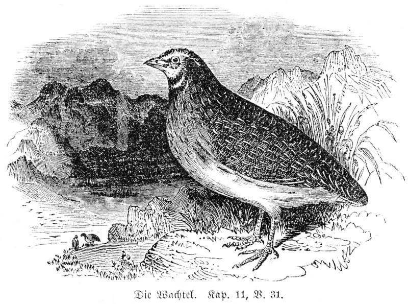 The quail, landscape, sea, God, two cubits, Old Testament, Genesis, Fourth Book of Moses, Chapter 11, Verse 31, historical illustration c. 1850