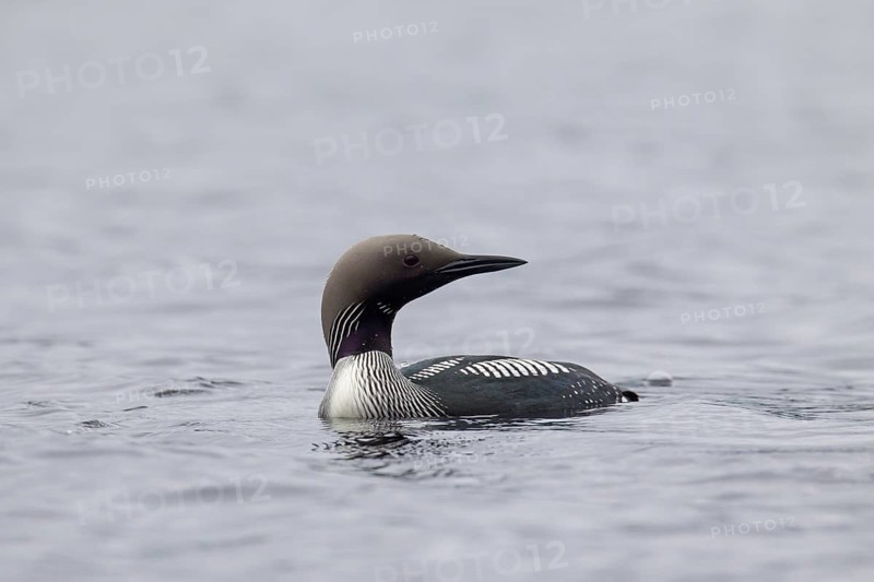 Black-throated loon, Arctic loon, black-throated diver (Gavia arctica) in breeding plumage swimming in lake in spring