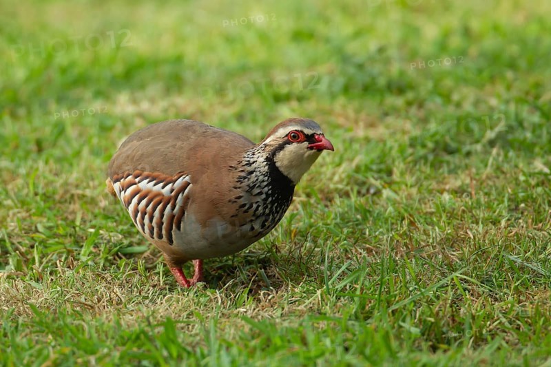 Red legged or French partridge (Alectoris rufa) adult bird on a garden lawn, Norfolk, England, United Kingdom, Europe