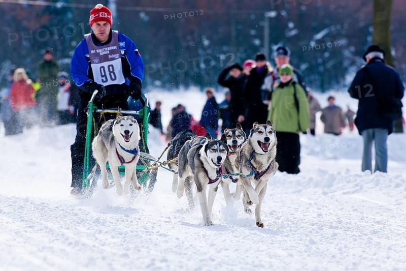Sled dog race in Nassau Erzgeb