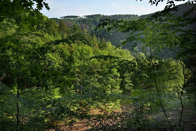 Forest in Sauerland, Germany, Europe
