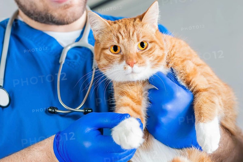 Image of a cat's paw. Veterinary medicine concept. Fat ginger cat.