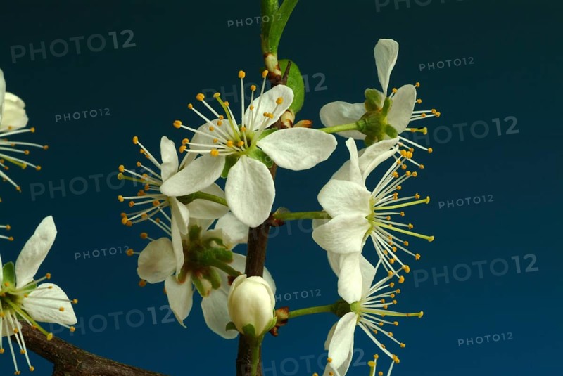 Flower of blackthorn (Prunus spinosa), blackthorn, medicinal plant, fruits, flowers and bark of blackthorn contain vitamins, minerals, tannins and fruit acids, which make it an important medicinal plant. These ingredients have expectorant, antispasmodic, laxative, diuretic, purifying, astringent, anti-inflammatory and stimulating effects