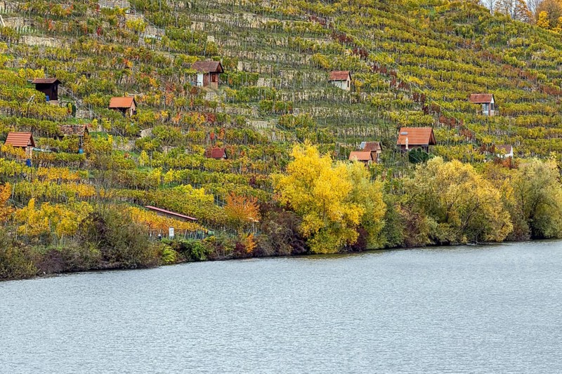 Vineyard cottage in the vineyard, landscape on the Neckar in autumn, Hofen, Stuttgart, Baden-Württemberg, Germany, Europe
