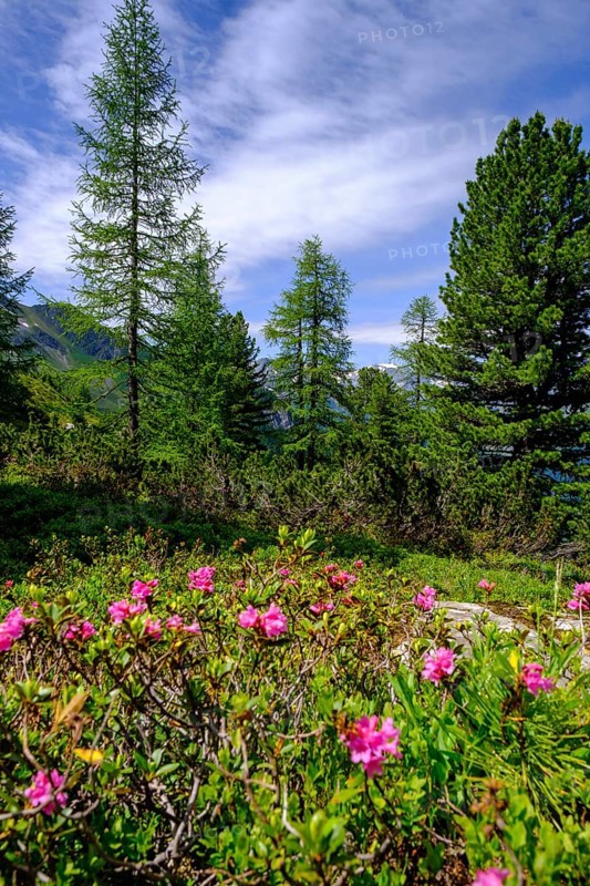 Almrausch, alpine roses on the Zirbenweg, on the Graukogel, Bad Gastein, Gastein Valley, Salzburger Land, Austria, Europe