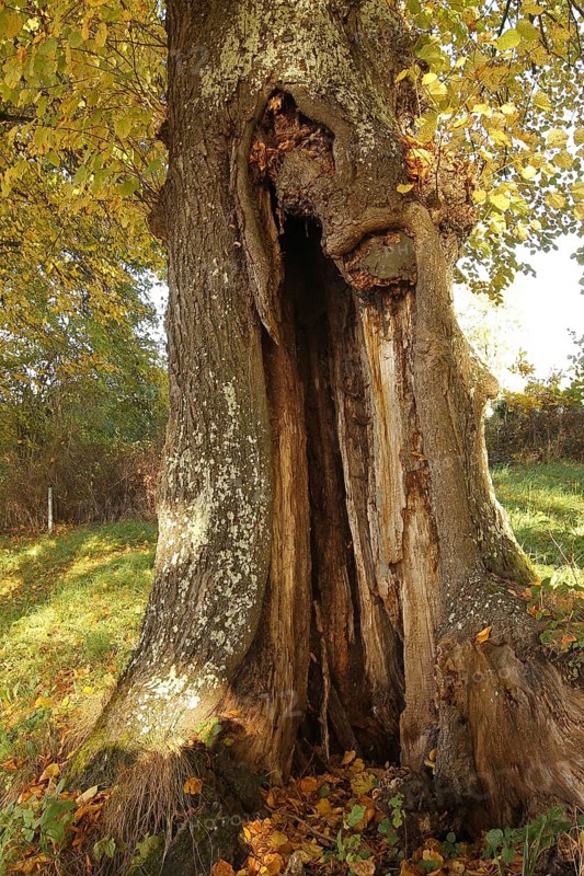 Large-leaved linden (Tilia platyphyllos) trunk with distinct hollow, Allgäu, Bavaria, Germany, Europe
