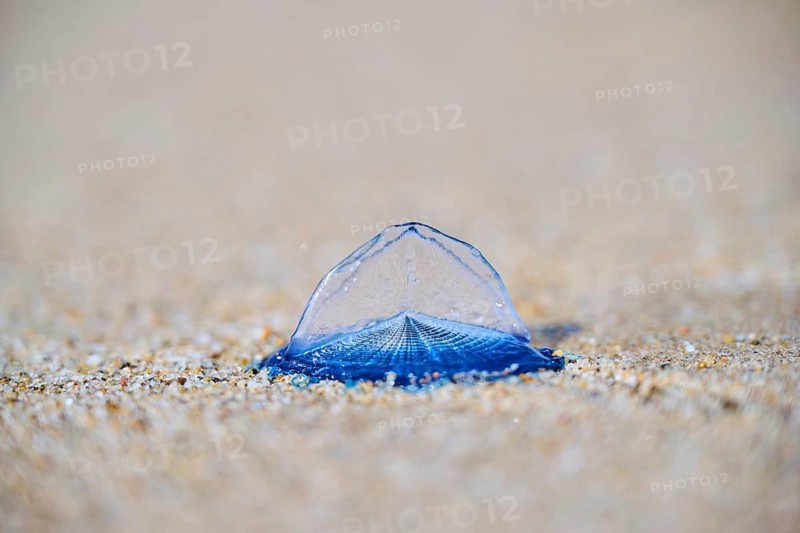 Sea (Velella velella) raft jellyfish lying on the sand on a beach, near Tarragona, Catalonia, Spain, Europe