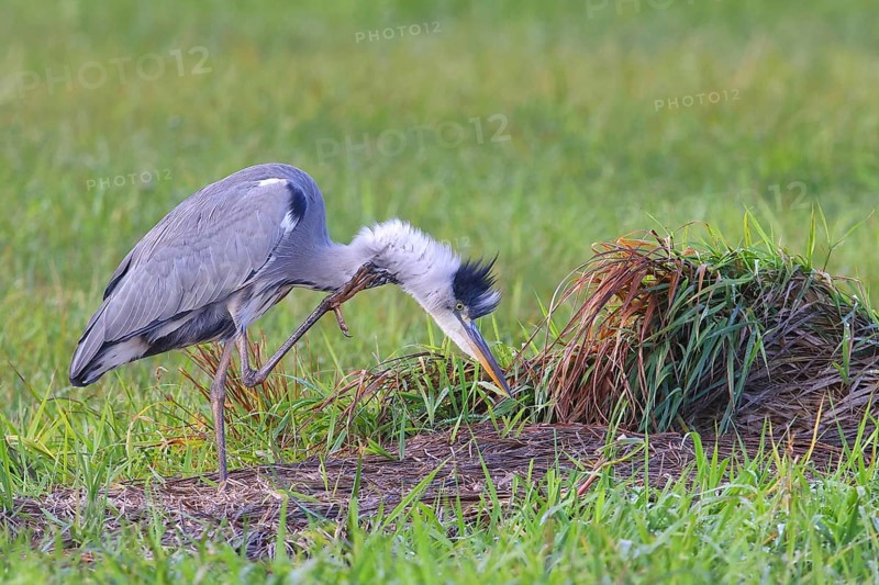 Grey heron (Ardea cinerea) Wildlife, standing in a meadow, scratching its neck, Ochsen Moor, Dümmer nature park Park, Lower Saxony, Germany, Europe