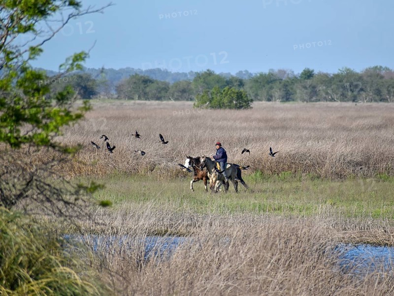 An Argentine gaucho leads his horses to the river to water them, Navarro, Buenos Aires province, Argentina, South America