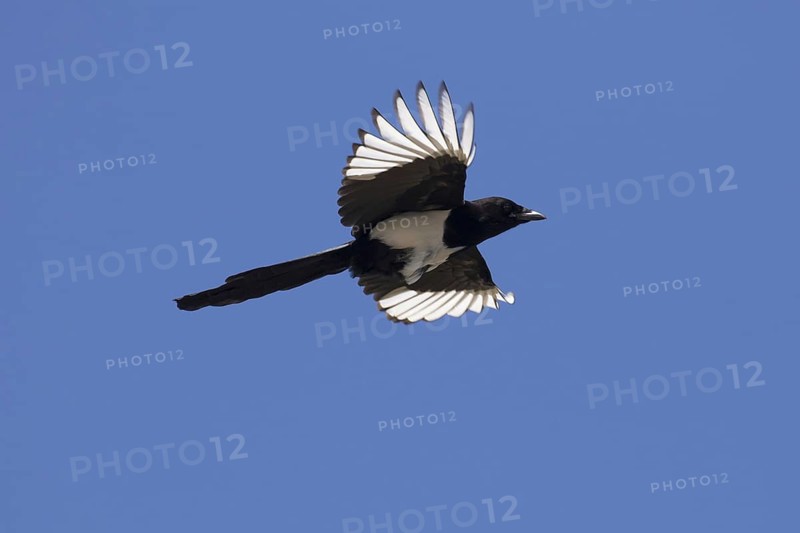 Eurasian magpie (Pica pica), common magpie in flight against blue sky