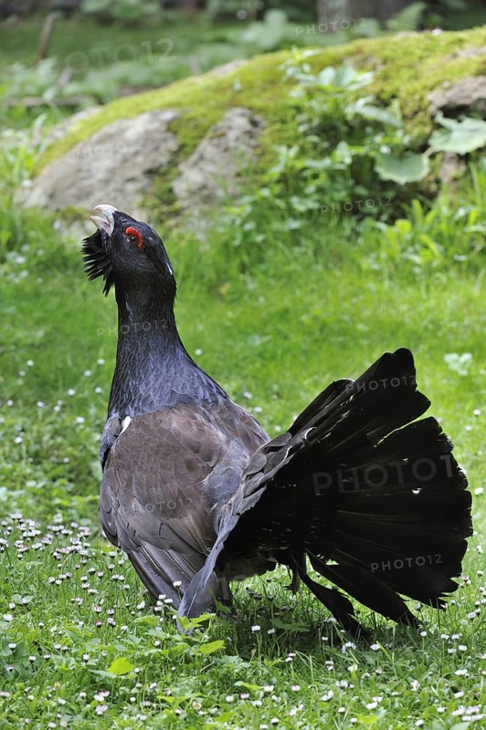 Western Capercaillie (Tetrao urogallus), Wood Grouse, Heather Cock male displaying and calling in taiga