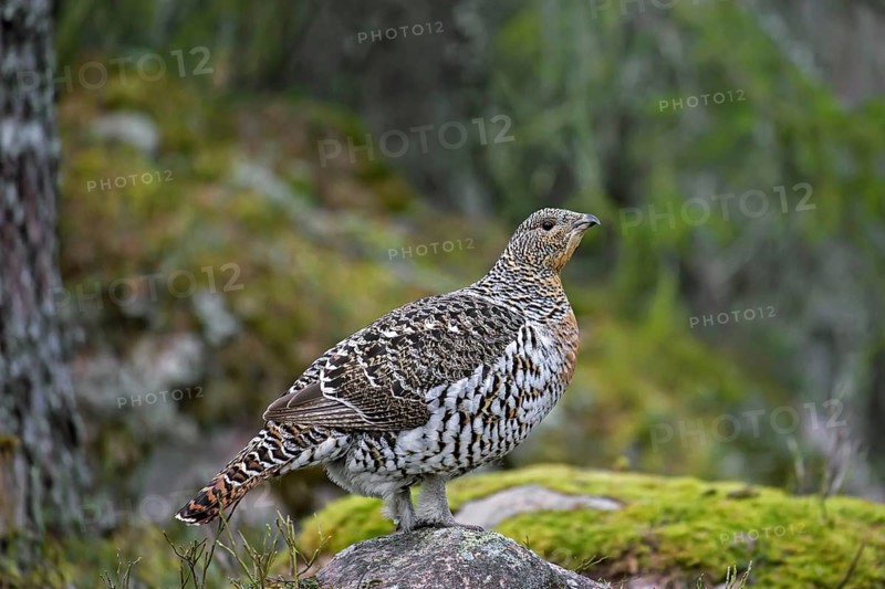 Western capercaillie (Tetrao urogallus), wood grouse hen, female in woodland in spring