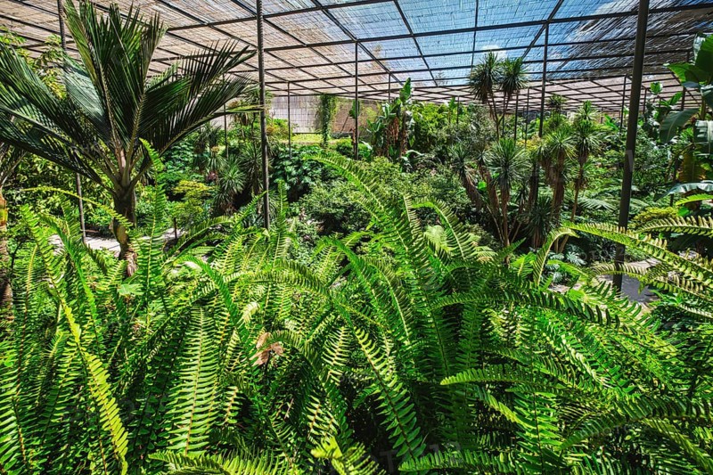 Interior view of the cold house Estufa Fria is a greenhouse with gardens, ponds, plants and trees with fern in foreground in Lisbon, Portugal, Europe