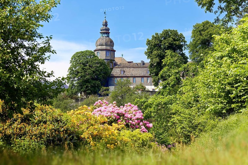 Rhododendron blossom in the castle park, created in the 18th century at the back of Berleburg Castle, ancestral seat of the Sayn-Wittgenstein-Berleburg family, Bad Berleburg, climatic health resort, Wittgensteiner Land, Siegen-Wittgenstein district, North Rhine-Westphalia, Germany, Europe