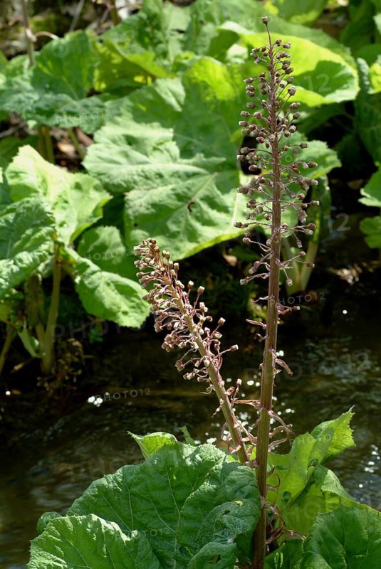 Butterbur (Petasites hybridus), medicinal plant, herb, wild plant, medicinal use