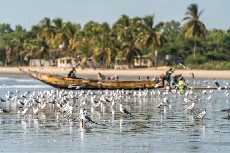A flock of seagulls on the beach of Sanyang, Gambia, West Africa, Africa