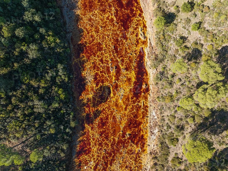 The Rio Tinto (Red river) flowing through a forest of Stone or Umbrella pines (Pinus pinea), its deep reddish hue is due to oxidised iron minerals in its water, aerial view, drone shot, Huelva province, Andalusia, Spain, Europe