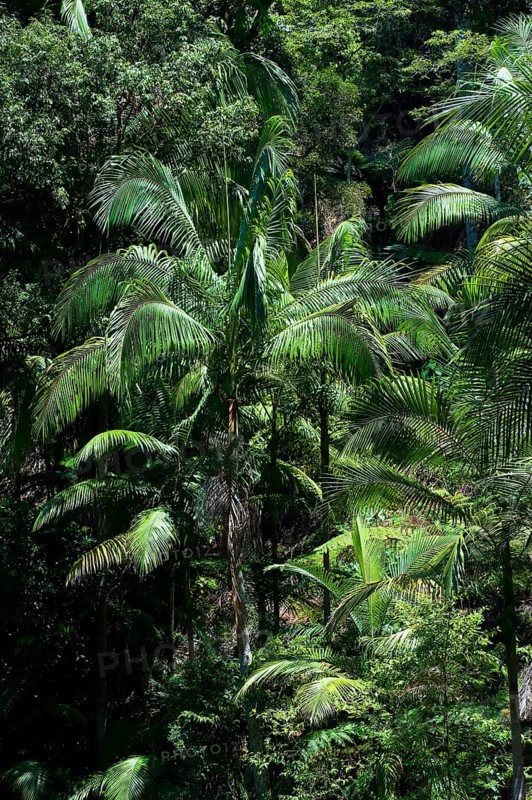 Palm trees in the Australian jungle, nature, jungle, rainforest, tropics, tropical, Nightcap National Park, Queensland, Australia, Oceania