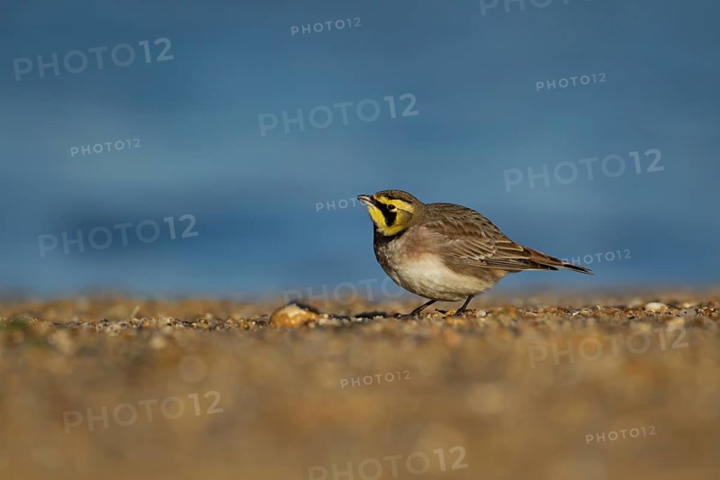 Shorelark or Horned lark (Eremophila alpestris) adult bird on a beach, Suffolk, England United Kingdom