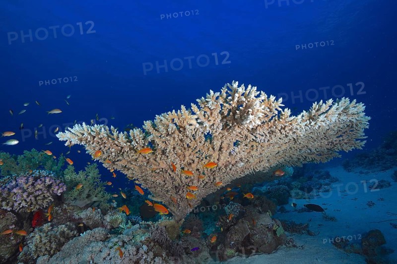 Pharaoh's antler coral (Acropora pharaonis) and school, school of fish, group of sea goldie (Pseudanthias squamipinnis), dive site Sataya Reef, Red Sea, Egypt, Africa