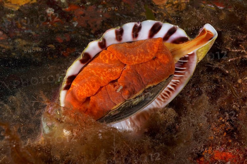 Triton horn (Charonia lampas lampas) in the Mediterranean Sea near Hyères. Dive site Giens Peninsula, Côte dAzur, France, Europe