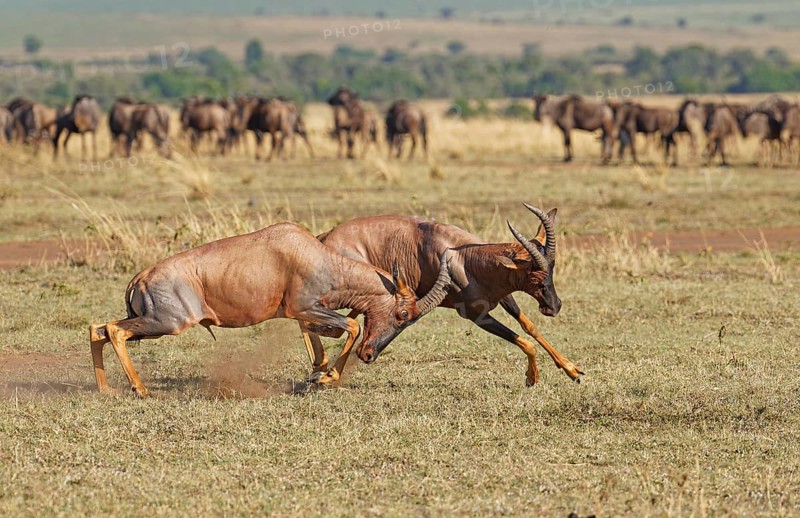 Fight between two Topi lei antelope bulls, Maasai Mara Game Reserve, Kenya, Africa