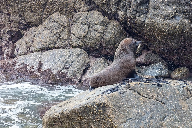 Pinnipeds (Pinnipedia), Colony, Cape Foulwind, New Zealand, Oceania