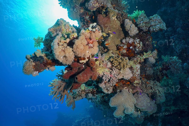 Steep wall covered with hard corals, soft corals and sponges. Dive site Shaab Claudia Reef, Red Sea, Egypt, Africa