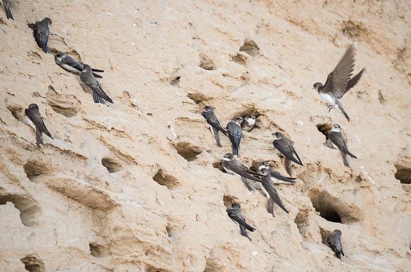 Many sand martins or Rhine martins, nominate species (Riparia riparia riparia) are sitting at their breeding burrows or nesting cavities of their breeding colony in a sandy steep slope, one flies to land, steep coast at the Baltic Sea, nature reserve Wulfener Steilküste, Fehmarn Island, Schleswig-Holstein, Germany, Europe