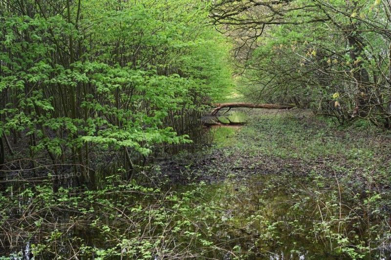NL, Eesergroen: Spring characterises the landscape, towns and people in the province of Drenthe in the Netherlands. May green in April, forest in Drenthe.Hundsrug. NL, Eesergroen: Spring shapes the landscape, cities and people in the province of Drenthe in the Netherlands