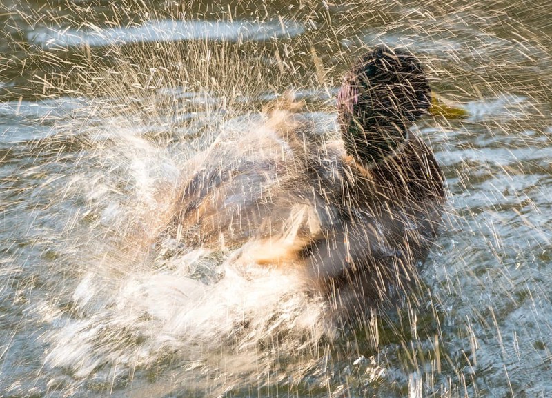 Mallard (Anas platyrhynchos), drake, male in splendid dress, bathing and splashing in the water of a lake, water drops shining in the sun, wiping effect, abstract, Hesse, Germany, Europe